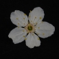 Preview: Blüte